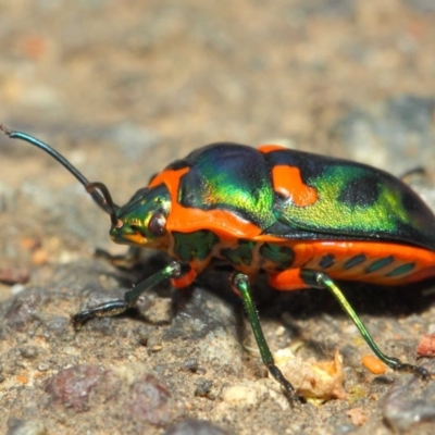 Scutiphora pedicellata (Metallic Jewel Bug) at ANBG - 27 Nov 2018 by TimL