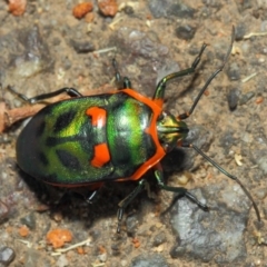 Scutiphora pedicellata at Hackett, ACT - 27 Nov 2018