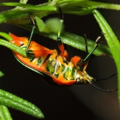 Scutiphora pedicellata at Hackett, ACT - 27 Nov 2018