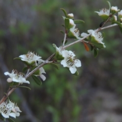 Leptospermum obovatum (River Tea Tree) at Gigerline Nature Reserve - 1 Dec 2018 by michaelb