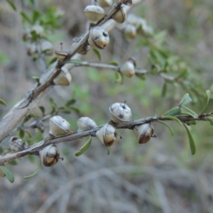 Leptospermum obovatum at Tharwa, ACT - 1 Dec 2018 08:12 PM