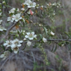 Leptospermum obovatum at Tharwa, ACT - 1 Dec 2018 08:12 PM