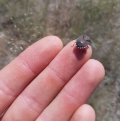 Platycoris rotundatus (A shield bug) at Tuggeranong DC, ACT - 6 Dec 2018 by jamie.barney