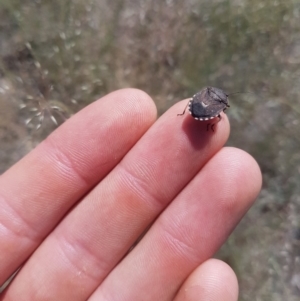 Platycoris rotundatus at Tuggeranong DC, ACT - 7 Dec 2018 10:52 AM