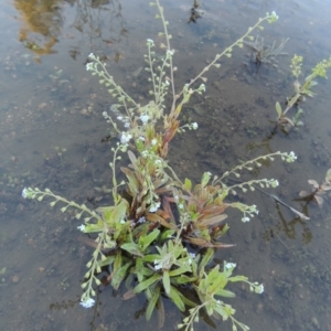 Myosotis laxa subsp. caespitosa at Paddys River, ACT - 1 Dec 2018