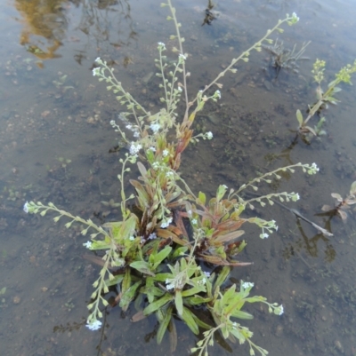 Myosotis laxa subsp. caespitosa (Water Forget-me-not) at Paddys River, ACT - 1 Dec 2018 by michaelb