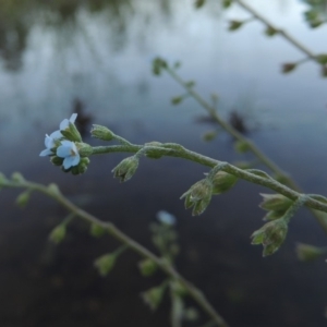 Myosotis laxa subsp. caespitosa at Paddys River, ACT - 1 Dec 2018