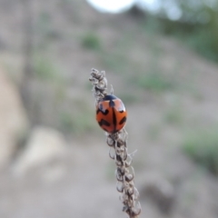 Coccinella transversalis (Transverse Ladybird) at Gigerline Nature Reserve - 1 Dec 2018 by michaelb