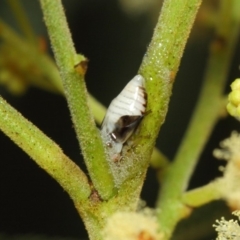 Aphrophorinae (subfamily) (Unidentified spittlebug) at ANBG - 27 Nov 2018 by TimL