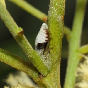 Aphrophorinae (subfamily) at Acton, ACT - 27 Nov 2018