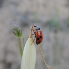 Hippodamia variegata (Spotted Amber Ladybird) at Gigerline Nature Reserve - 1 Dec 2018 by michaelb