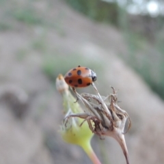 Hippodamia variegata at Tharwa, ACT - 1 Dec 2018 08:43 PM