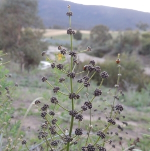 Lomandra multiflora at Tharwa, ACT - 1 Dec 2018