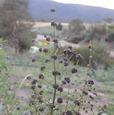 Lomandra multiflora (Many-flowered Matrush) at Gigerline Nature Reserve - 1 Dec 2018 by michaelb