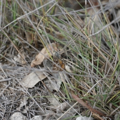 Synemon plana (Golden Sun Moth) at Lake George, NSW - 4 Dec 2018 by MPennay