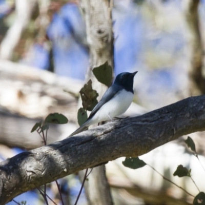 Myiagra rubecula (Leaden Flycatcher) at Michelago, NSW - 2 Nov 2014 by Illilanga