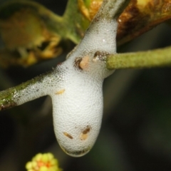 Cercopidae (family) (Unidentified spittlebug or froghopper) at ANBG - 27 Nov 2018 by TimL