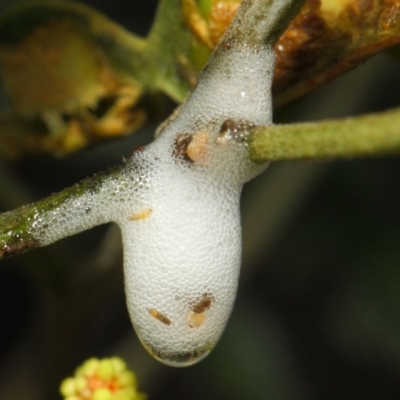 Cercopidae (family) (Unidentified spittlebug or froghopper) at Acton, ACT - 27 Nov 2018 by TimL