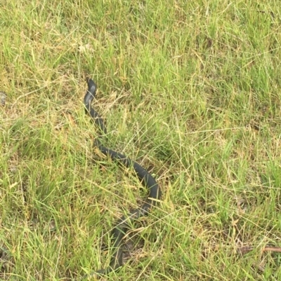 Unidentified Snake at Wolumla, NSW - 7 Dec 2018 by PatriciaDaly