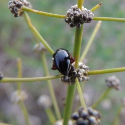 Arsipoda holomelaena (Red-legged flea beetle) at Gigerline Nature Reserve - 1 Dec 2018 by michaelb