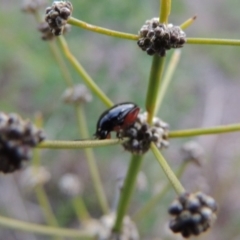 Arsipoda holomelaena at Tharwa, ACT - 1 Dec 2018 08:55 PM