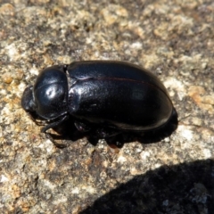Pachycoelia sp. (genus) (A darkling beetle) at ANBG - 7 Dec 2018 by RodDeb
