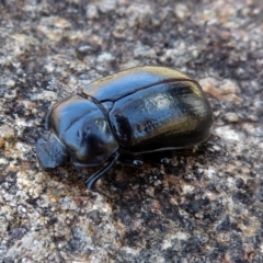 Pachycoelia sp. (genus) at Acton, ACT - 7 Dec 2018