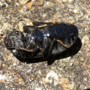 Pachycoelia sp. (genus) at Acton, ACT - 7 Dec 2018