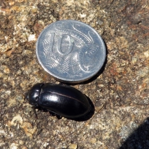 Pachycoelia sp. (genus) at Acton, ACT - 7 Dec 2018