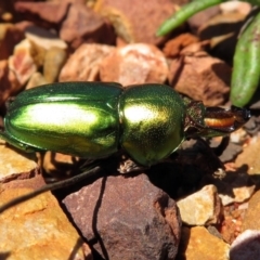 Lamprima aurata (Golden stag beetle) at ANBG - 7 Dec 2018 by RodDeb