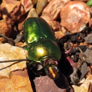 Lamprima aurata at Hackett, ACT - 7 Dec 2018 11:27 AM