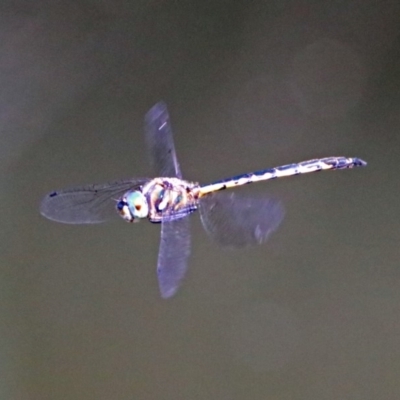 Hemicordulia australiae (Australian Emerald) at Acton, ACT - 7 Dec 2018 by RodDeb