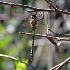 Hemicordulia tau at Acton, ACT - 7 Dec 2018 10:20 AM