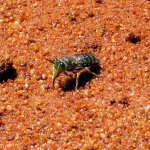 Bembix sp. (genus) at Canberra Central, ACT - 7 Dec 2018 11:21 AM