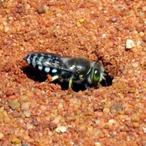 Bembix sp. (genus) at Canberra Central, ACT - 7 Dec 2018 11:21 AM