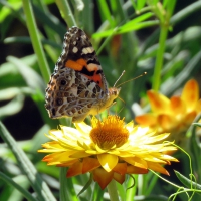 Vanessa kershawi (Australian Painted Lady) at Acton, ACT - 7 Dec 2018 by RodDeb