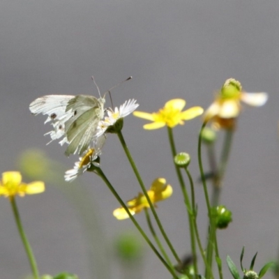 Pieris rapae (Cabbage White) at ANBG - 7 Dec 2018 by RodDeb