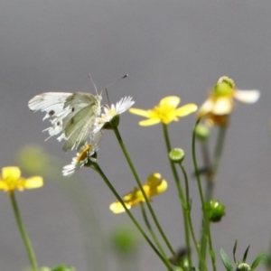 Pieris rapae at Acton, ACT - 7 Dec 2018