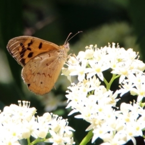 Heteronympha merope at Acton, ACT - 7 Dec 2018