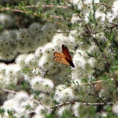 Heteronympha merope at Acton, ACT - 7 Dec 2018