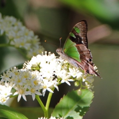 Graphium macleayanum (Macleay's Swallowtail) at ANBG - 7 Dec 2018 by RodDeb