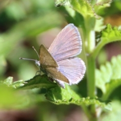 Zizina otis (Common Grass-Blue) at Acton, ACT - 6 Dec 2018 by RodDeb