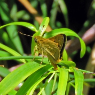 Ocybadistes walkeri (Green Grass-dart) at Acton, ACT - 6 Dec 2018 by RodDeb