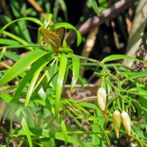 Ocybadistes walkeri at Acton, ACT - 7 Dec 2018