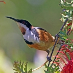 Acanthorhynchus tenuirostris (Eastern Spinebill) at Acton, ACT - 7 Dec 2018 by RodDeb