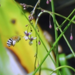 Amegilla sp. (genus) (Blue Banded Bee) at ANBG - 6 Dec 2018 by RodDeb