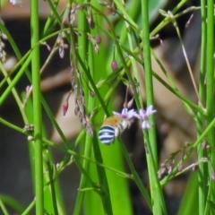 Amegilla sp. (genus) at Acton, ACT - 7 Dec 2018