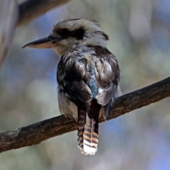 Dacelo novaeguineae (Laughing Kookaburra) at Acton, ACT - 6 Dec 2018 by RodDeb