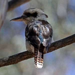 Dacelo novaeguineae at Acton, ACT - 7 Dec 2018 10:34 AM