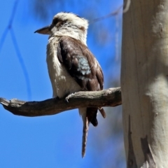 Dacelo novaeguineae at Acton, ACT - 7 Dec 2018 10:34 AM